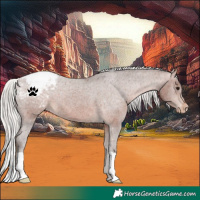 Horse Color:Silver Brown Appaloosa 
