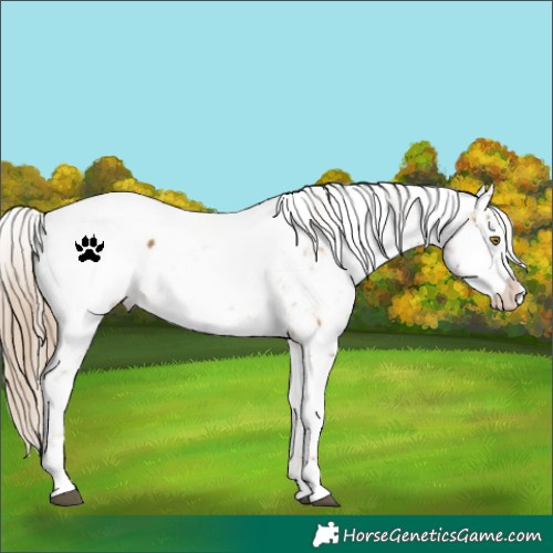Horse Color:Chocolate Palomino Dun Snowcap 