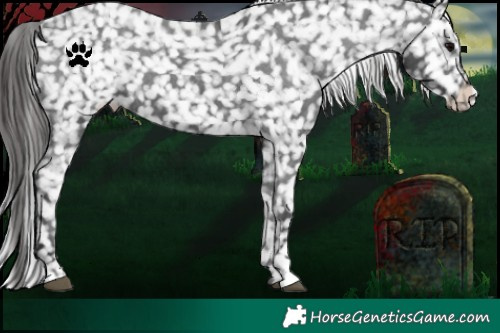Horse Color:Black Appaloosa 