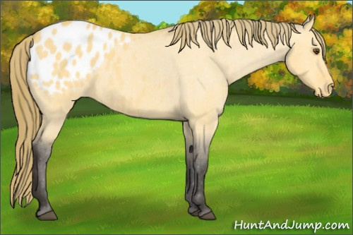 Horse Color:Buckskin Dun Blanket Rabicano