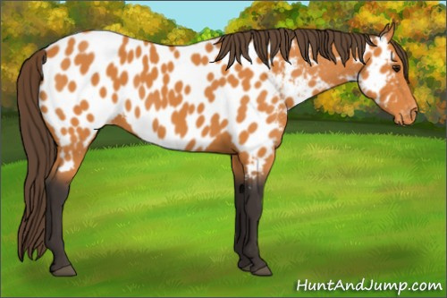 Horse Color:Buckskin Near Leopard