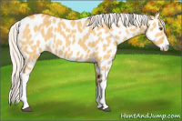 Horse Color:Silver Buckskin Dun Appaloosa 