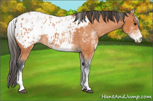 Horse Color:White Spotted Bay Appaloosa