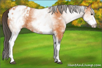 Horse Color:White Spotted Bay Appaloosa 