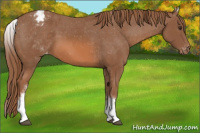 Horse Color:White Spotted Chestnut Appaloosa 