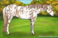 Horse Color:White Spotted Red Dun Near Leopard 