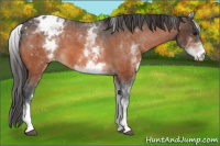 Horse Color:White Spotted Bay Blanket 
