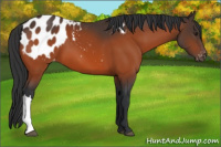 Horse Color:Brown Appaloosa 