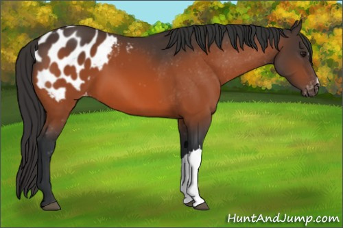 Horse Color:Brown Appaloosa