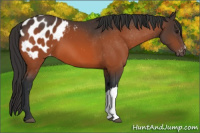 Horse Color:Brown Appaloosa 
