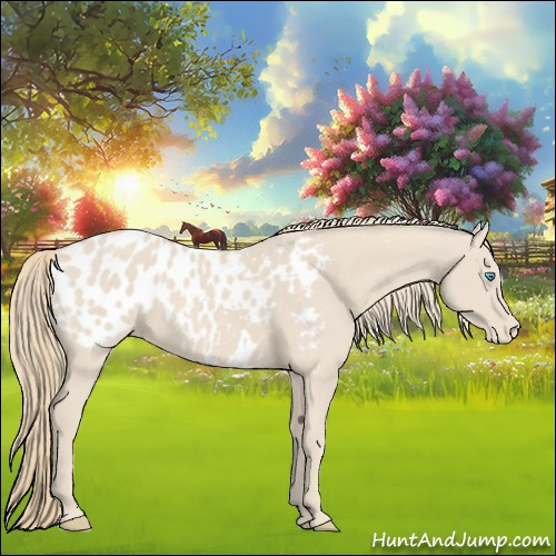 Horse Color:Smoky Creme Appaloosa 