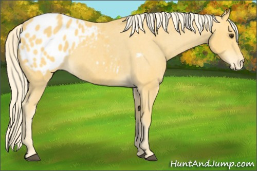 Horse Color:Palomino Blanket 
