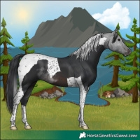 Horse Color:Brown Tobiano 