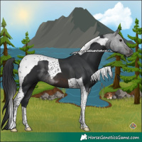 Horse Color:Brown Tobiano 