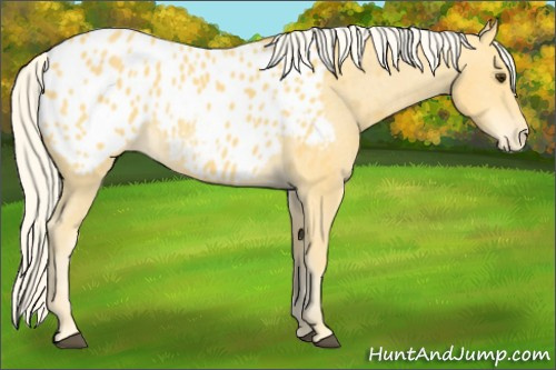 Horse Color:Palomino Appaloosa 