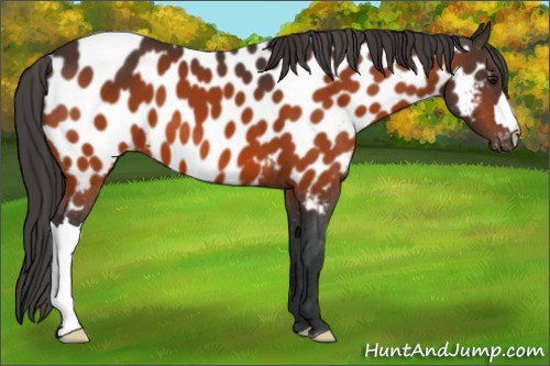 Horse Color:Brown Appaloosa