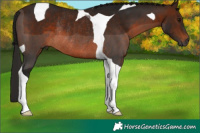 Horse Color:Gray Bay Tobiano Rabicano 