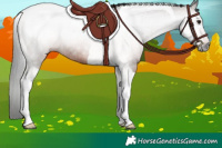 Horse Color:Gray Bay Tobiano Rabicano