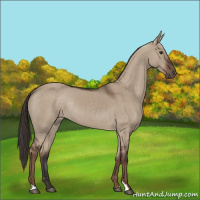 Horse Color:Liver Red Dun Rabicano 