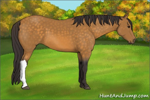 Horse Color:Buckskin 