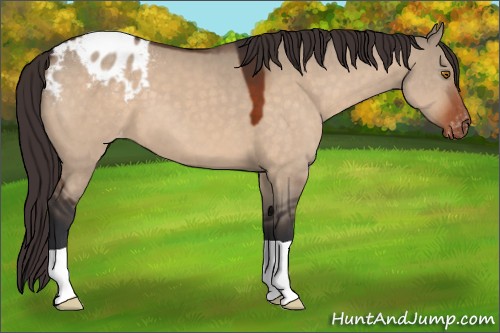 Horse Color:Bay Dun Appaloosa 