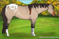 Horse Color:Bay Dun Appaloosa 