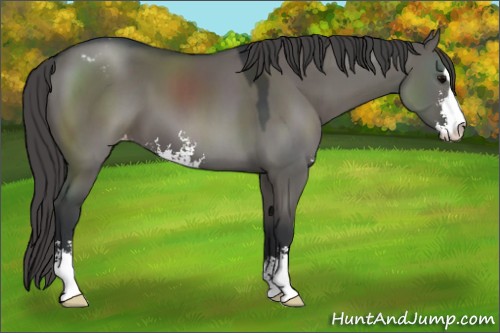 Horse Color:Grullo Sabino Varnish 