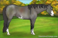 Horse Color:Grullo Sabino Varnish 