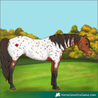 Horse Color:Bay Near Leopard 