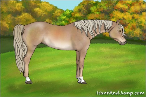 Horse Color:Chestnut Mushroom 