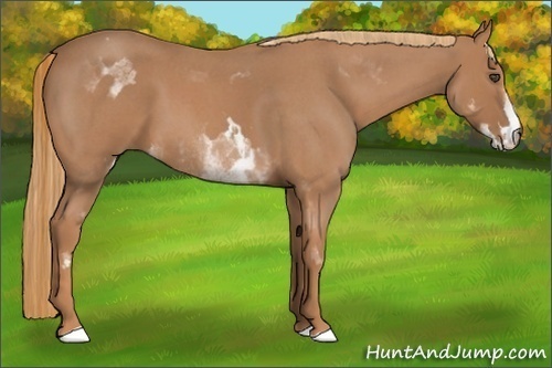 Horse Color:White Spotted Red Roan Frame 