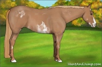 Horse Color:White Spotted Red Roan Frame