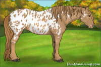 Horse Color:Chestnut Appaloosa 