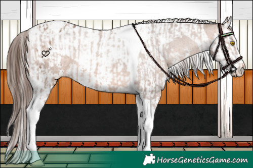 Horse Color:Sable Champagne Sabino Tobiano Appaloosa  and Sable Champagne Sabino Splash Tobiano Appaloosa 