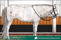 Horse Color:Sable Champagne Sabino Tobiano Appaloosa and Sable Champagne Sabino Splash Tobiano Appaloosa