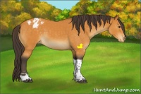 Horse Color:Buckskin Sabino Tobiano Appaloosa 