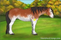 Horse Color:White Spotted Bay 