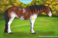Horse Color:White Spotted Brown 
