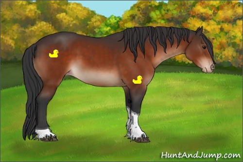 Horse Color:Brown Sabino Tobiano Appaloosa Rabicano 