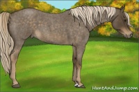 Horse Color:Chocolate Palomino Roan 