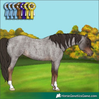 Horse Color:Liver Red Roan 