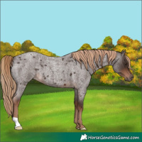 Horse Color:Liver Red Roan 
