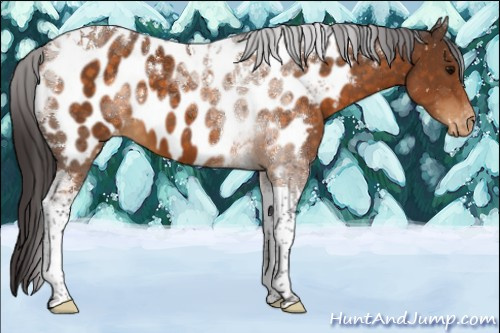 Horse Color:Buckskin Tobiano Appaloosa 