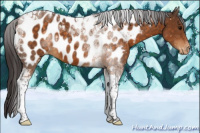 Horse Color:Buckskin Tobiano Appaloosa 