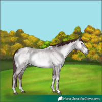 Horse Color:Platinum White Spotted Chocolate Buckskin Roan Onyx