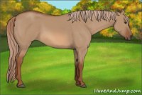 Horse Color:Red Dun 