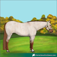 Horse Color:Red Dun Roan 