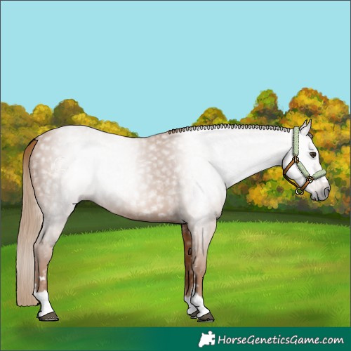 Horse Color:Gray Chestnut 