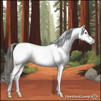 Horse Color:Brown Roan Appaloosa Rabicano 