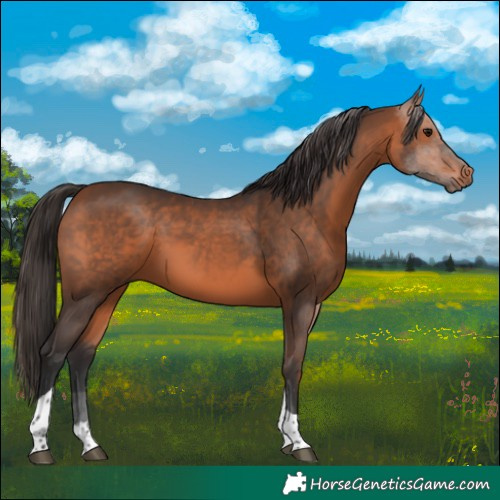 Horse Color:Bay Tobiano 